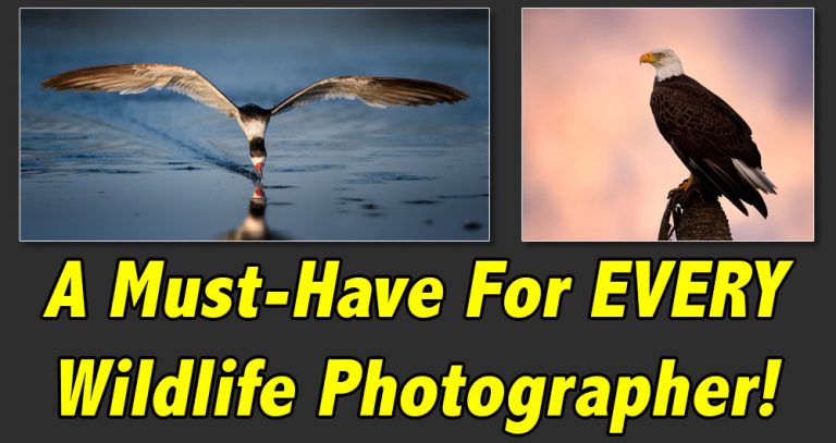 Secrets To Stunning Wildlife Photography – Backcountry Gallery Web Store