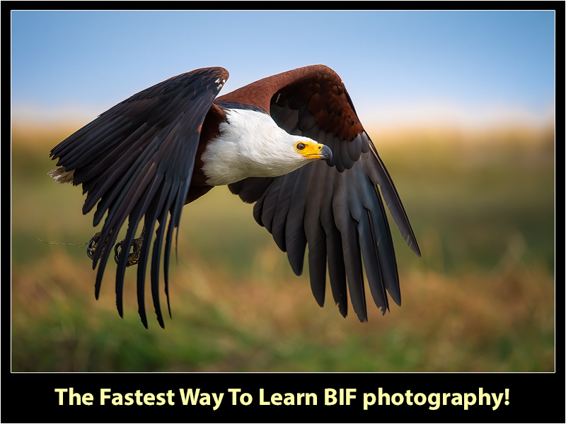 The African Fish Eagle - Know your subject - Bird photography