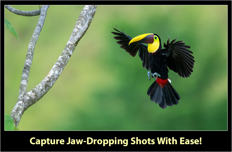 Secrets To Stunning Bird-In-Flight Photography – Backcountry