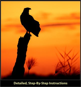 The Ultimate Nikon Z8 And Z9 Setup & Shooting Guide For Wildlife ...