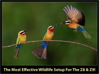 The Ultimate Nikon Z8 And Z9 Setup & Shooting Guide For Wildlife ...