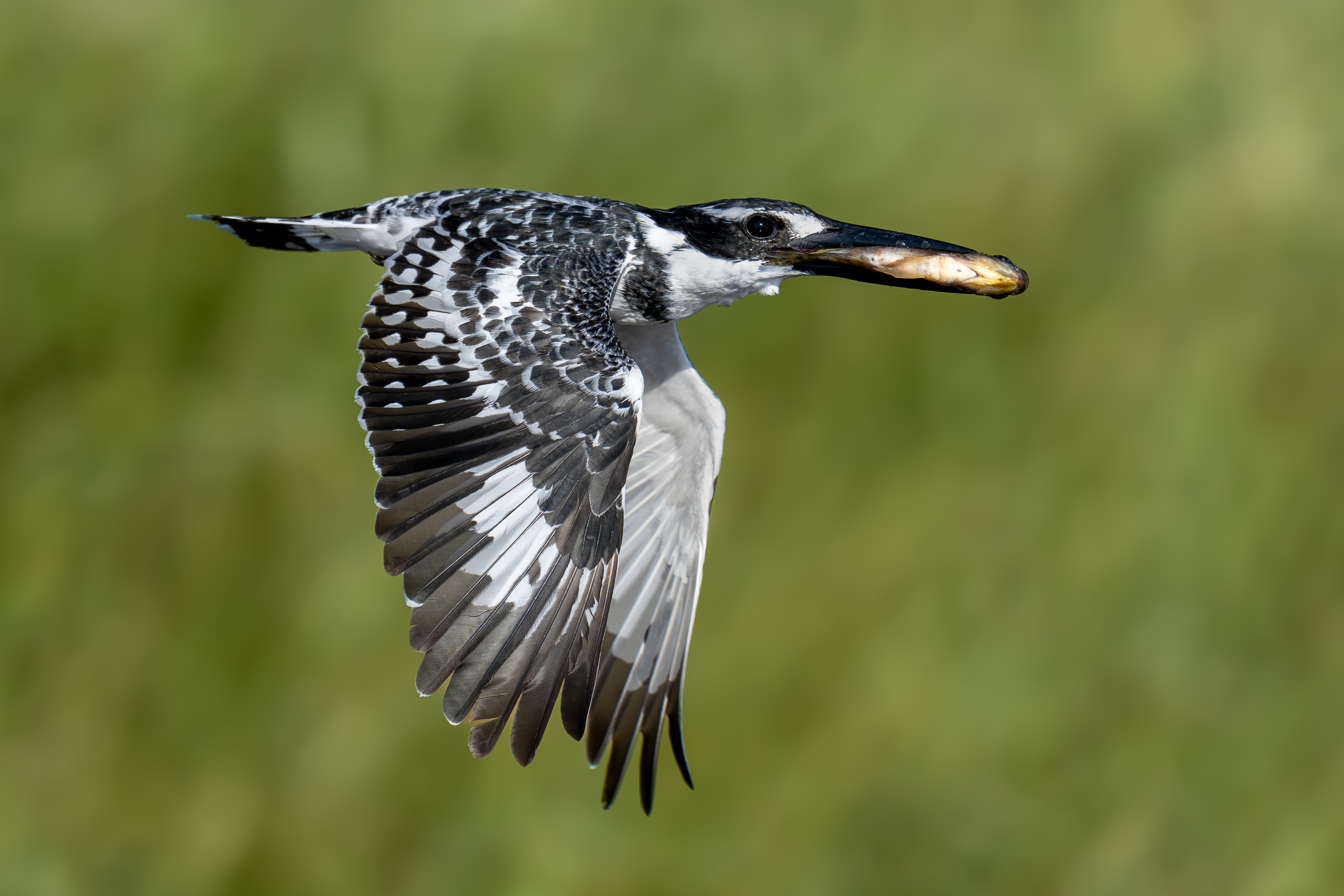 A pied kingfisher flies with a fish in its bill.
