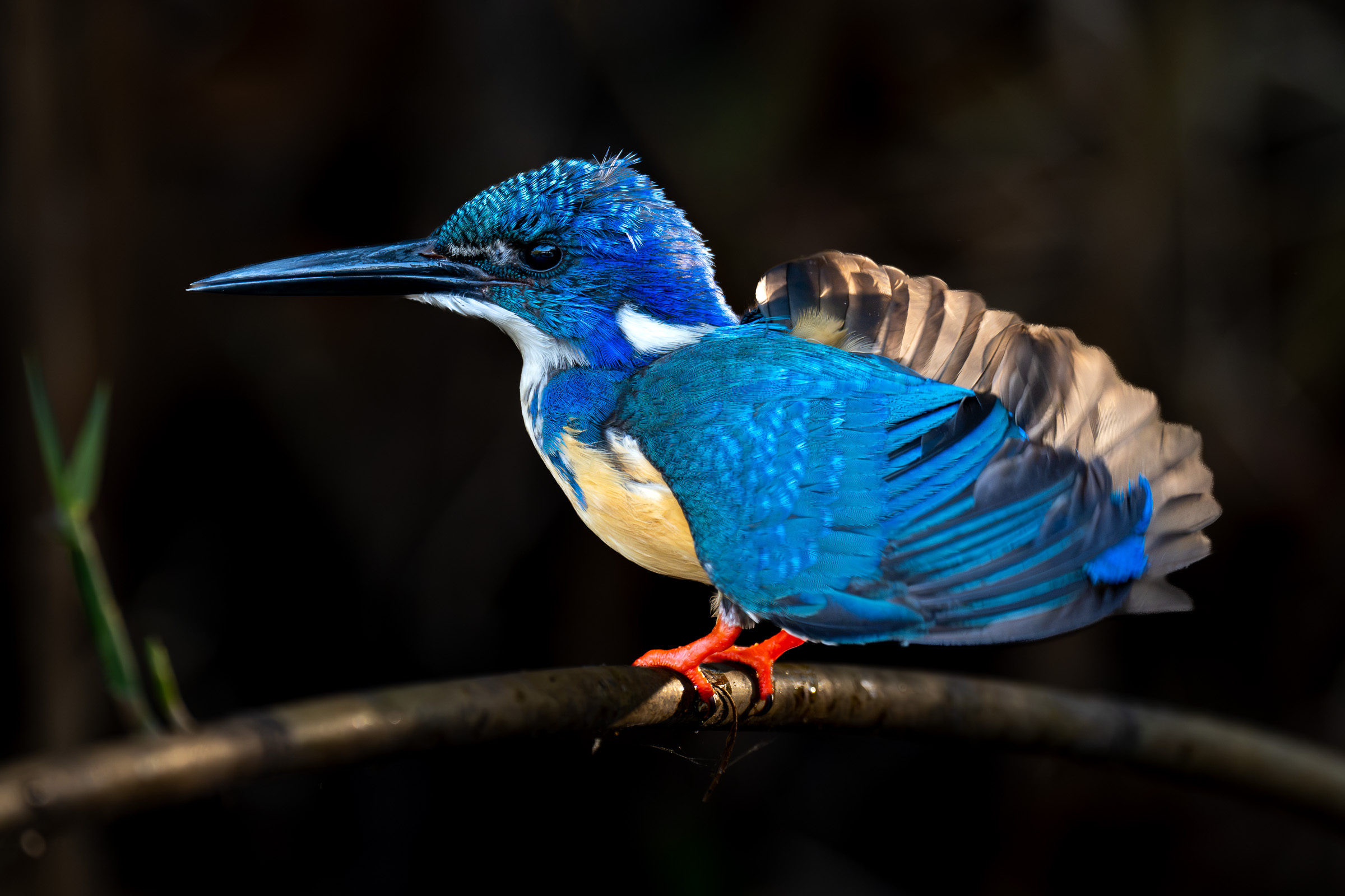 Fine feather detail on a vivid blue kingfisher perched against a dark background.