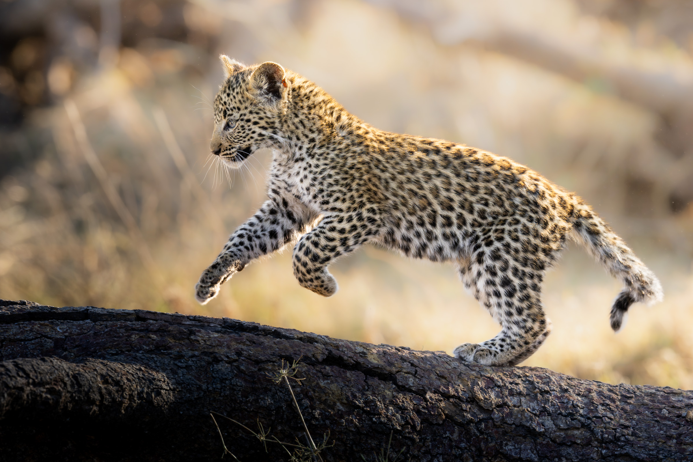 A young leopard leaps across a fallen log.