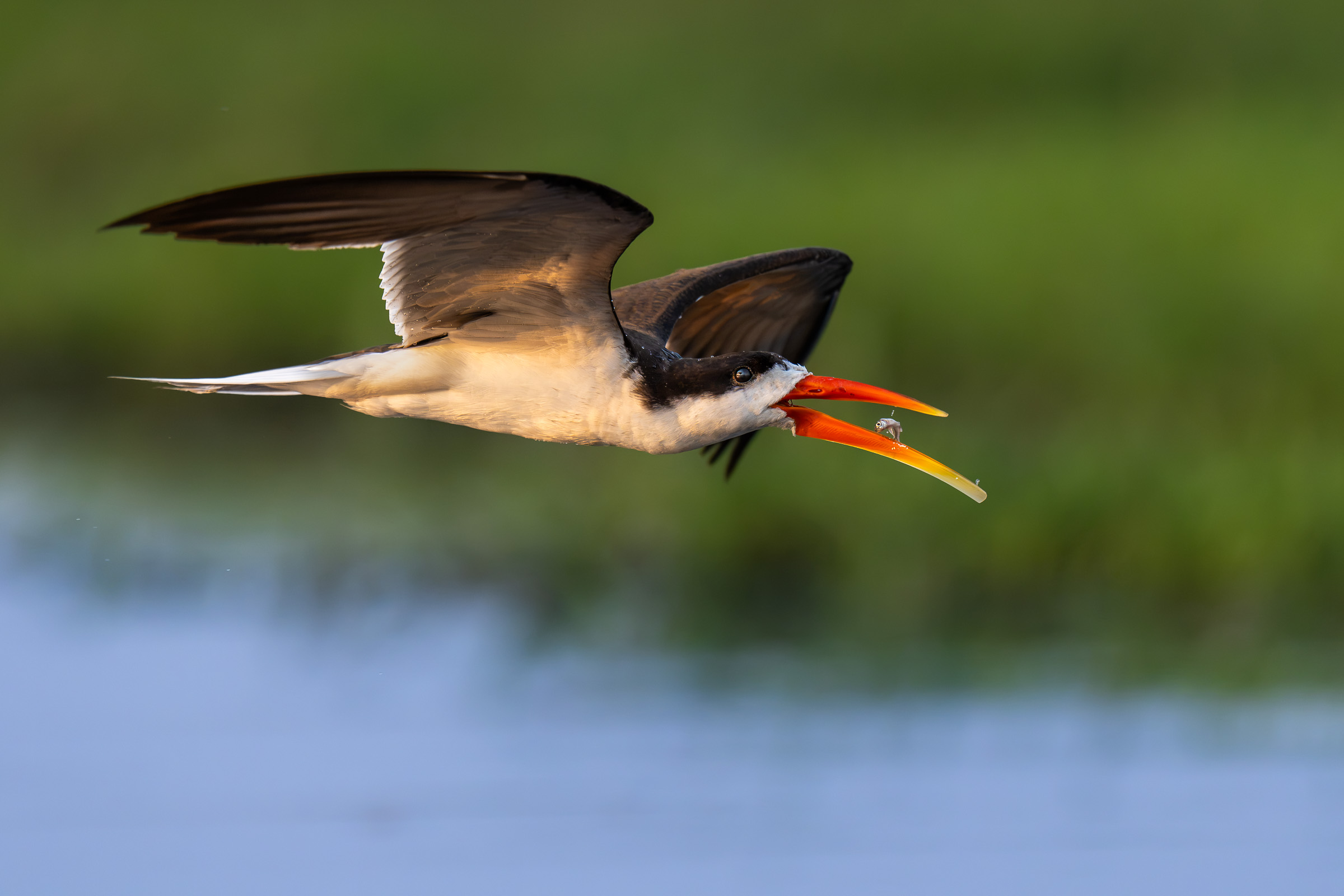 A skimmer in flight holds a tiny fish between its open bill.