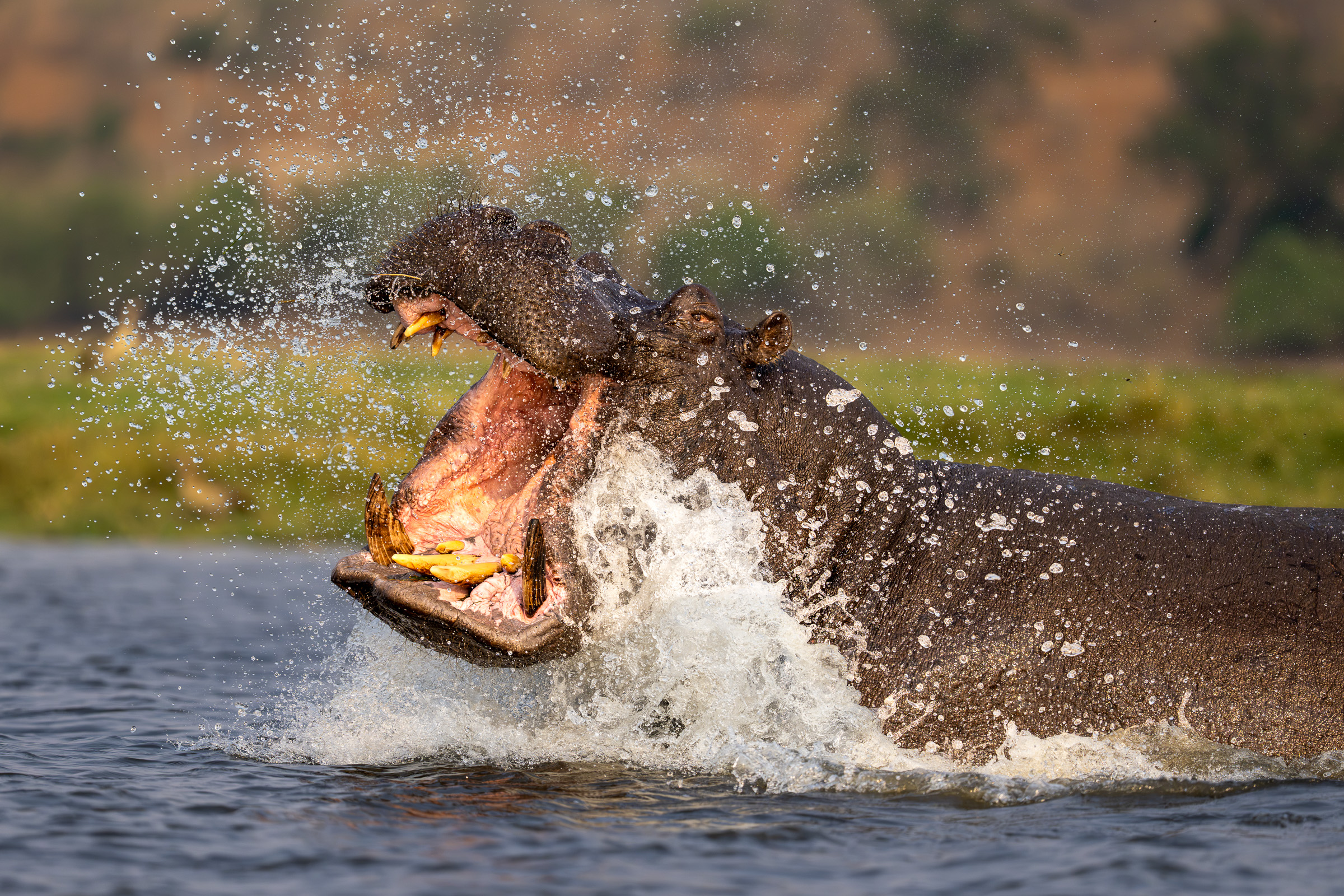 A hippo erupts from the water with its mouth open and spray flying.
