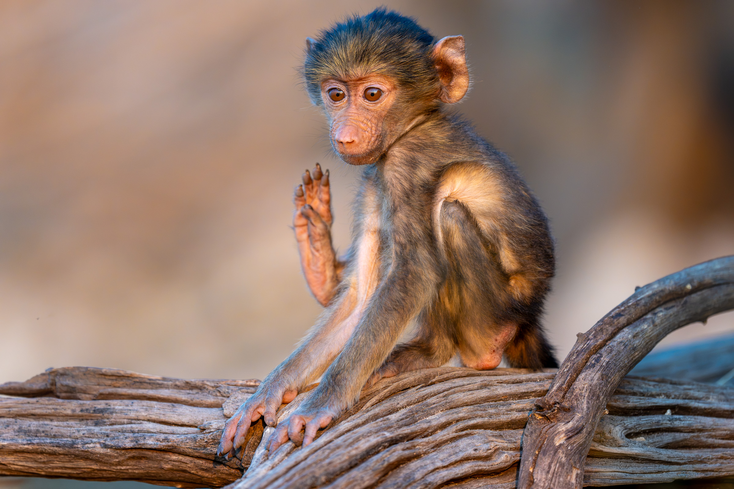 A young baboon sits on a log with one foot raised beside its face.