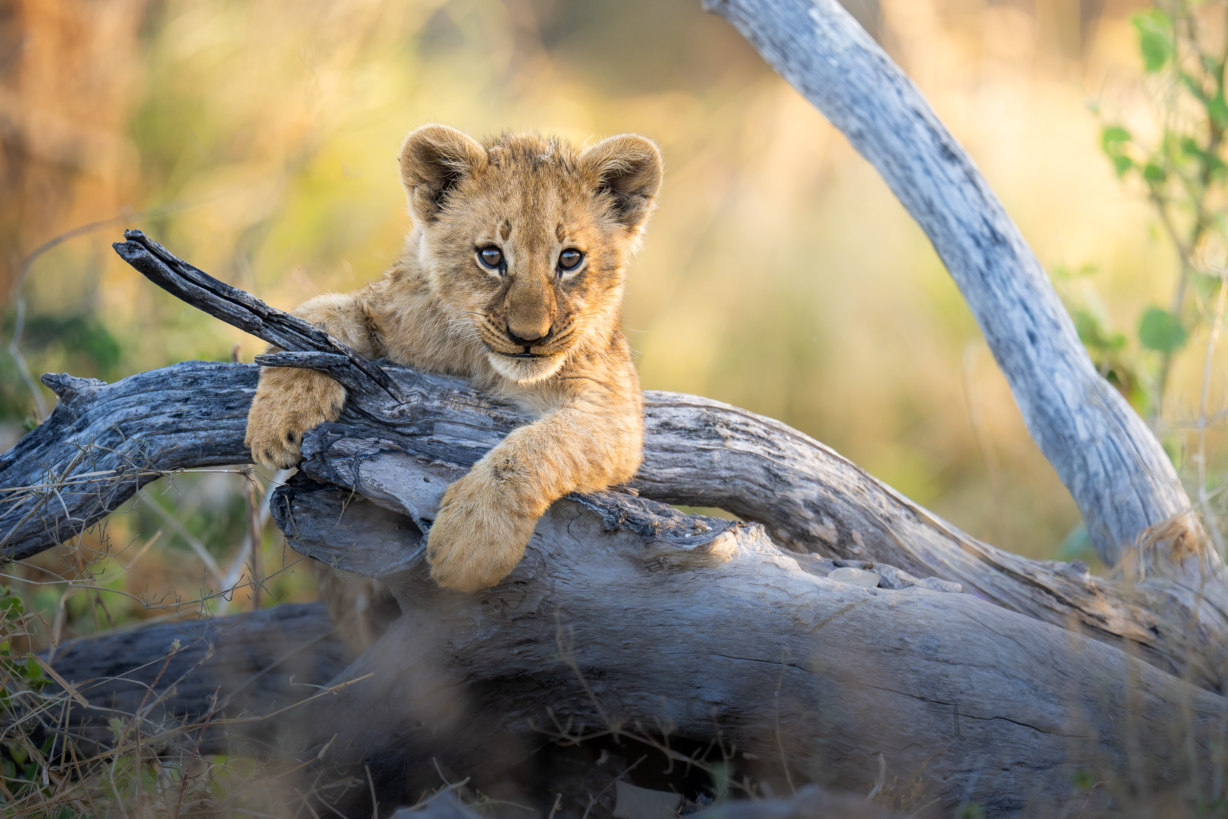 A lion cub rests on a fallen branch, looking toward the camera.