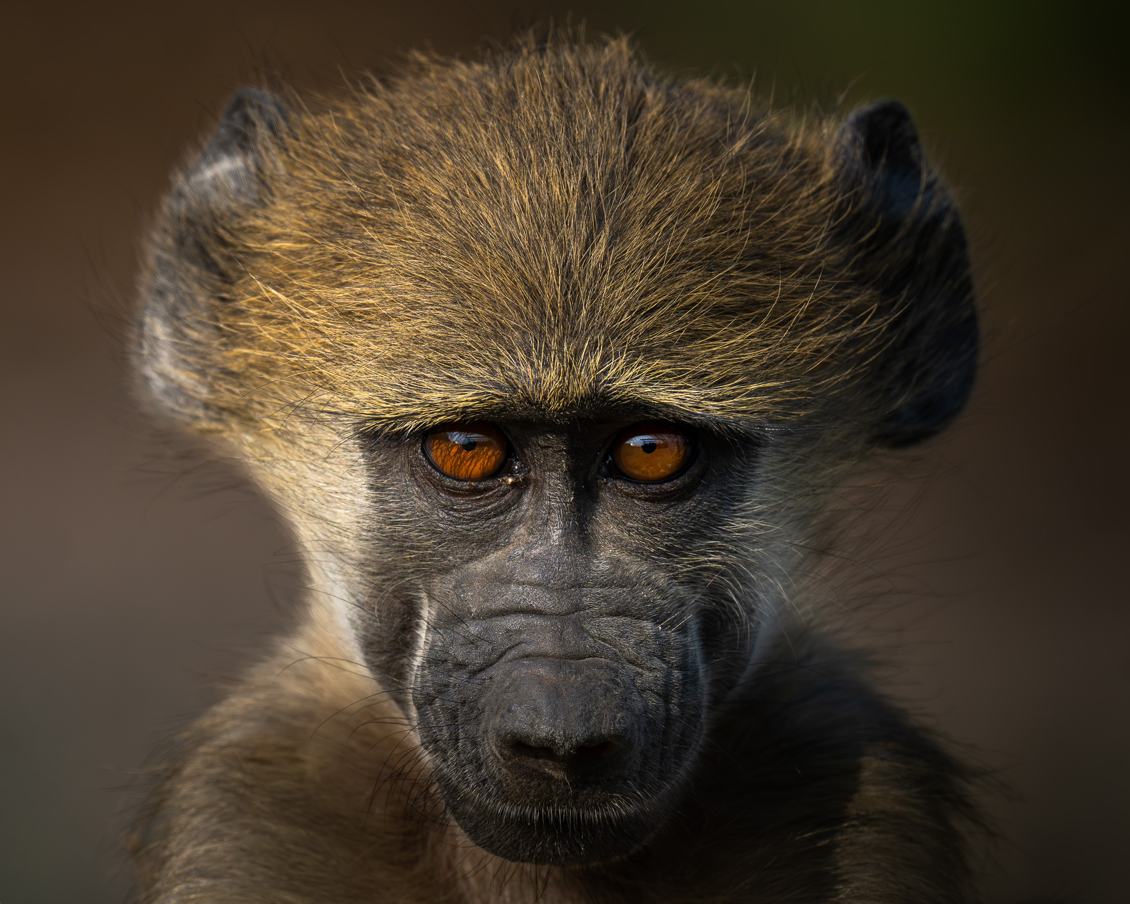 A close portrait of a baboon, with sharp amber eyes and fine facial detail.